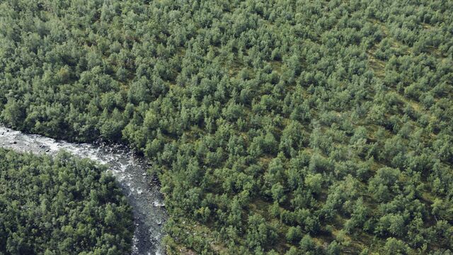 En elv som renner gjennom et skogholt.